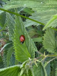 <i>Coccinella septempunctata</i>