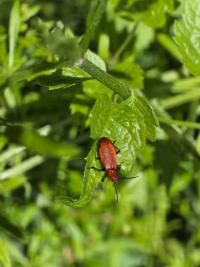 <i>Pyrochroa serraticornis</i>