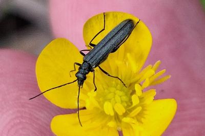 <i>Oedemera</i>