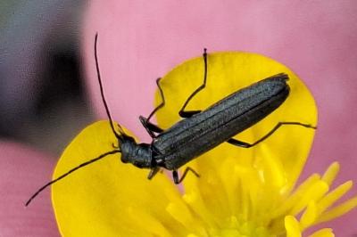 <i>Oedemera</i>