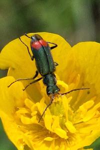 <i>Malachius bipustulatus</i>