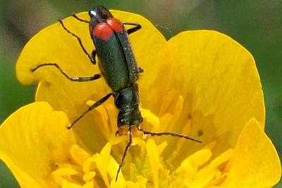 <i>Malachius bipustulatus</i>