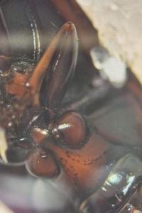 <i>Amara</i>