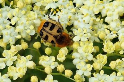 <i>Trichius gallicus</i>