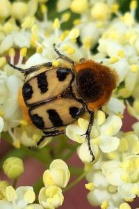 <i>Trichius gallicus</i>