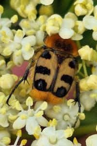 <i>Trichius gallicus</i>
