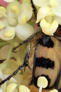 <i>Trichius gallicus</i>