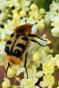 <i>Trichius gallicus</i>