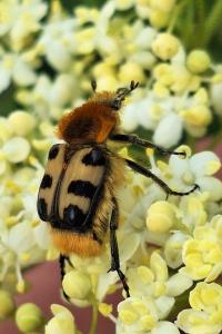 <i>Trichius gallicus</i>