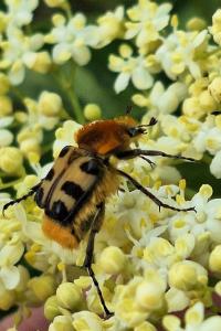 <i>Trichius gallicus</i>