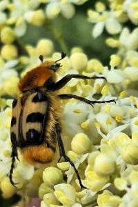 <i>Trichius gallicus</i>