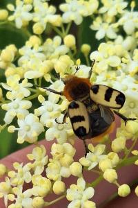<i>Trichius gallicus</i>
