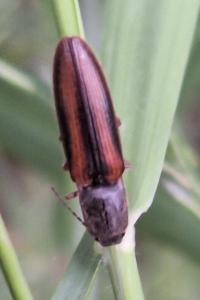 <i>Athous vittatus</i>