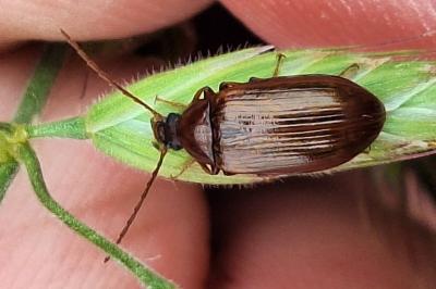 <i>Gonodera luperus</i>