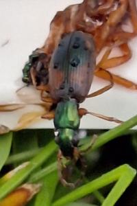 <i>Anchomenus dorsalis</i>