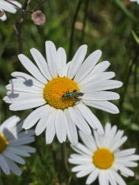 <i>Oedemera nobilis</i>