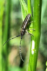 <i>Agapanthia cardui</i>