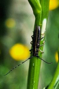 <i>Agapanthia cardui</i>