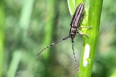 <i>Agapanthia cardui</i>