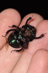 <i>Geotrupes mutator</i>