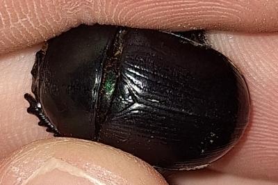 <i>Geotrupes mutator</i>