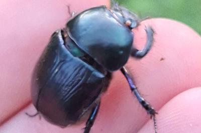 <i>Geotrupes mutator</i>