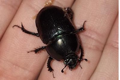 Geotrupes mutator