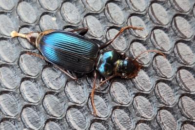 <i>Leistus spinibarbis</i>