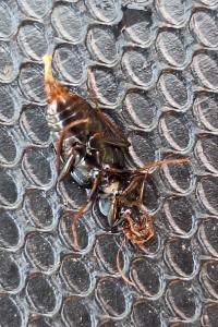 <i>Leistus spinibarbis</i>