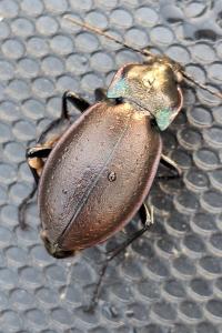 <i>Carabus nemoralis</i>
