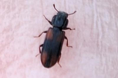 <i>Bitoma crenata</i>