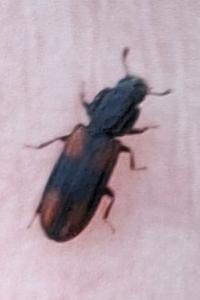 <i>Bitoma crenata</i>