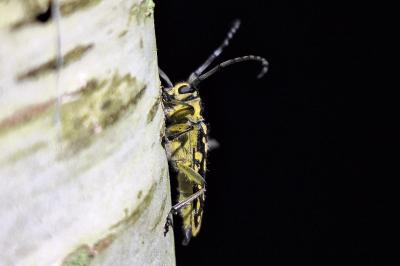 <i>Saperda scalaris</i>