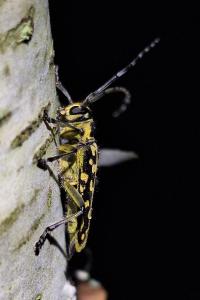 <i>Saperda scalaris</i>