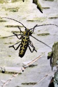 <i>Saperda scalaris</i>