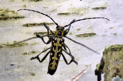 <i>Saperda scalaris</i>