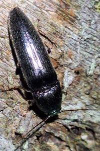<i>Melanotus</i>
