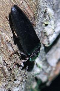 <i>Melanotus</i>
