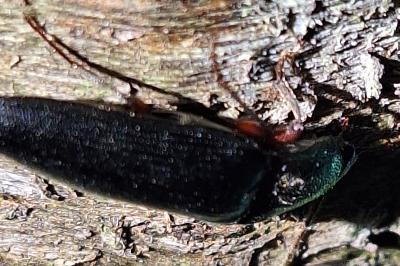 <i>Melanotus</i>