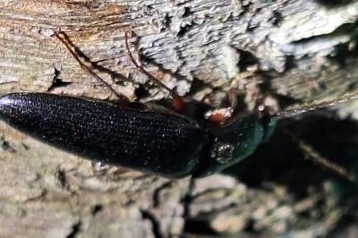 <i>Melanotus</i>