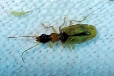 <i>Demetrias atricapillus</i>
