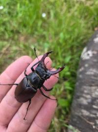 <i>Lucanus cervus</i>