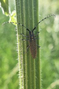 <i>Agapanthia villosoviridescens</i>