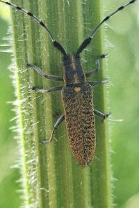 <i>Agapanthia villosoviridescens</i>