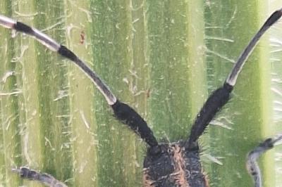 <i>Agapanthia villosoviridescens</i>