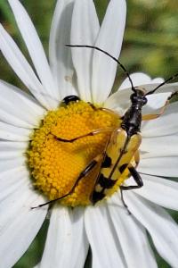 <i>Rutpela maculata</i>