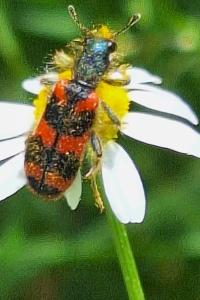 <i>Trichodes alvearius</i>