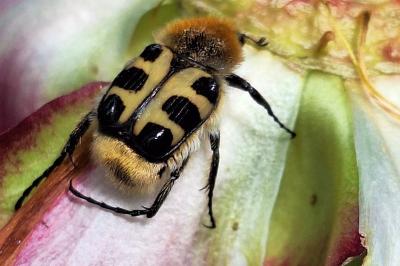 <i>Trichius gallicus</i>