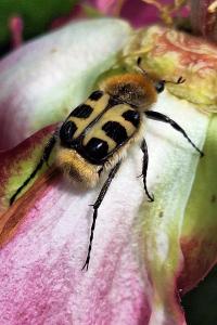 <i>Trichius gallicus</i>