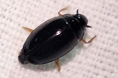 <i>Gyrinus</i>